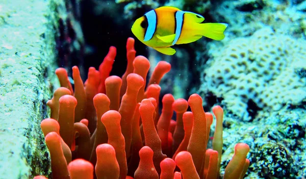 Риби-клоуна в Червоному морі — стокове фото