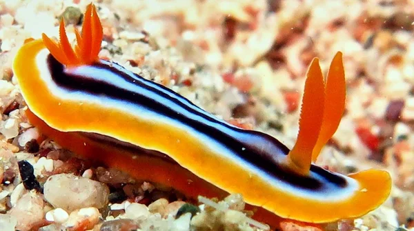 Rama de nogal en el Mar Rojo — Foto de Stock