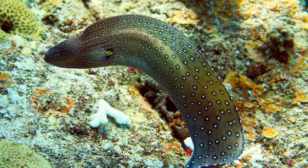 Peixe Moray em Mar Vermelho — Fotografia de Stock