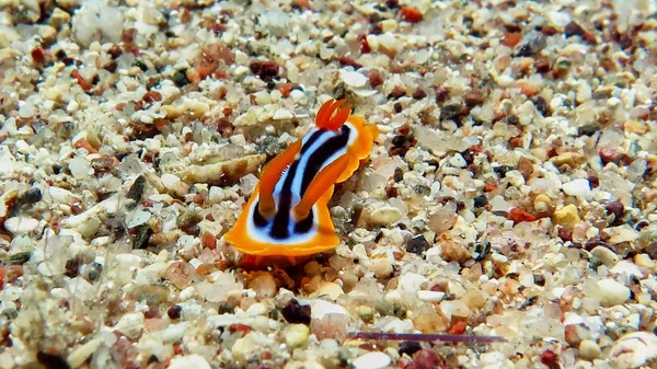 Noody branch in Red sea — Stock Photo, Image