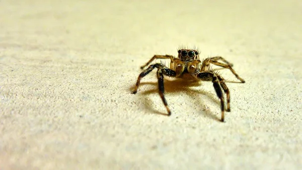 Kleine Spinne sitzt an der Wand — Stockfoto