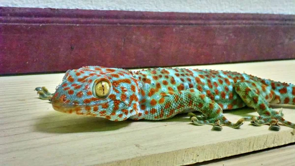 Mignon gecko vert est assis sur le mur — Photo