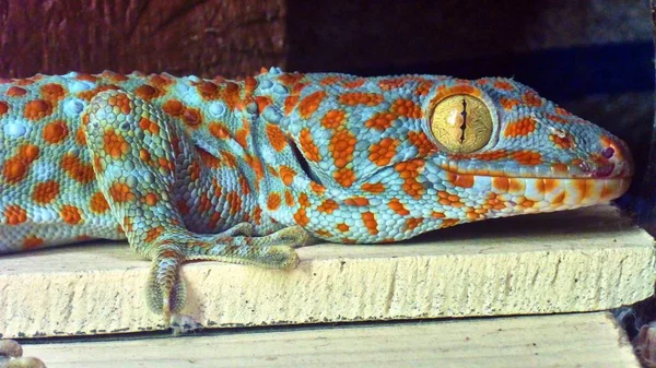 Милый зеленый геккон сидит на стене — стоковое фото