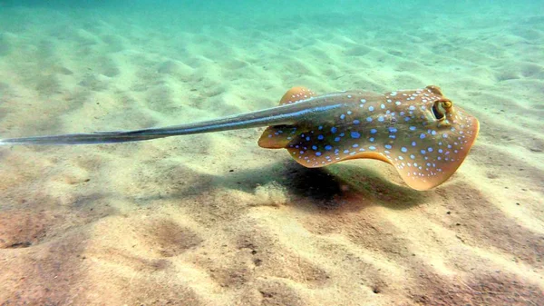 Koh Phangan üzerinde benekli stingray