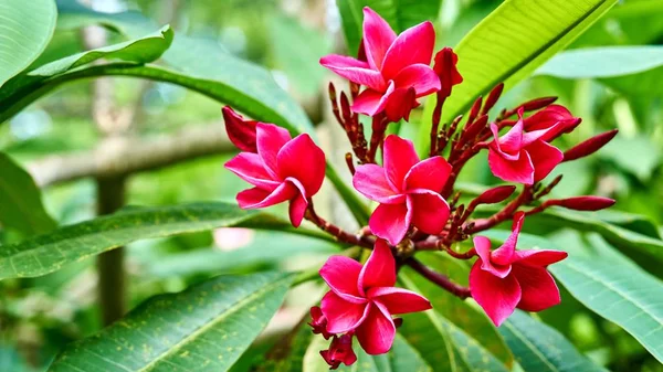 Hermosas flores rosadas — Foto de Stock