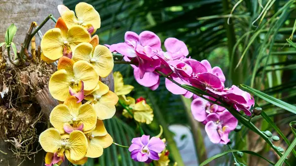 Orquídea amarela bonita . — Fotografia de Stock