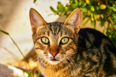 Şirin Gri kedi sana baktığı gibi