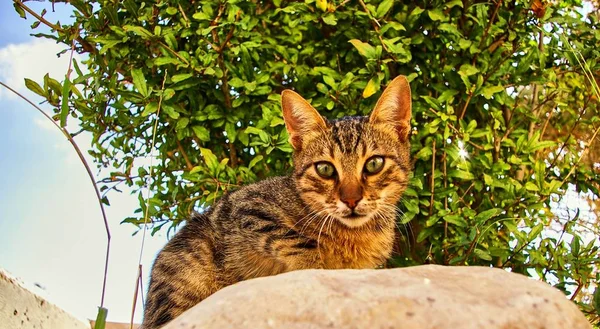 Şirin Gri kedi sana baktığı gibi