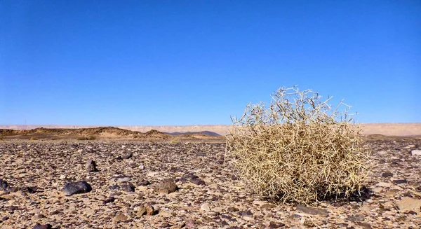 Rolling stone Negev Çölü'nde