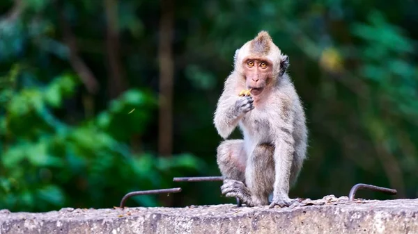 Singe assis sur un sol, vous regarde — Photo