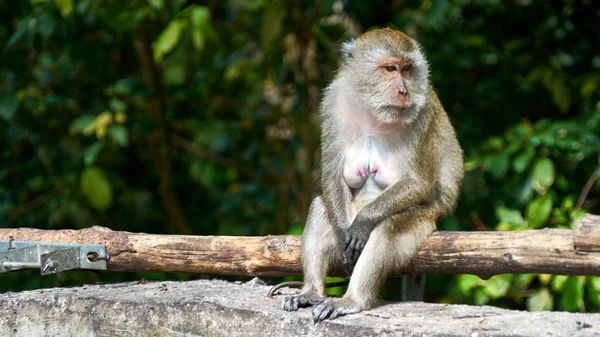 Monkey sits on a ground, looks at you — Stock Photo, Image