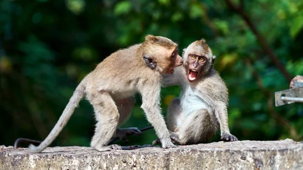 Macaco senta-se em um chão, olha para você — Fotografia de Stock