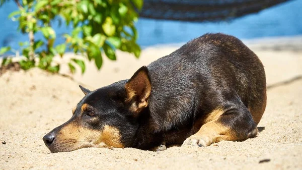 Chien couché sur la plage au coucher du soleil — Photo