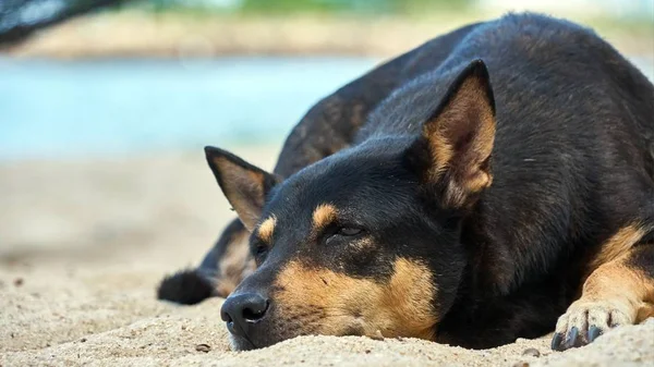 Chien couché sur la plage au coucher du soleil — Photo