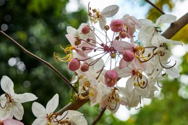Ağaçtaki güzel pembe çiçekler