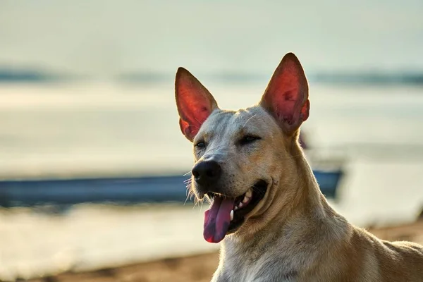 Anjing putih berjalan di pantai — Stok Foto