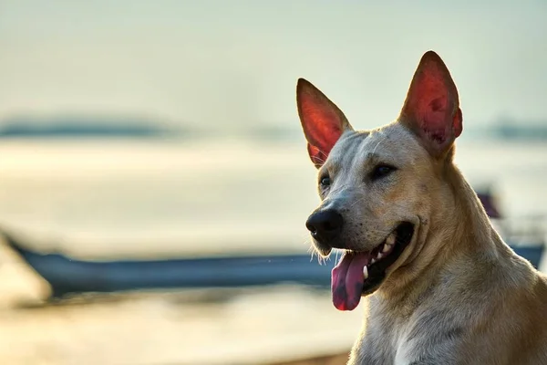 Biały pies spacery po plaży — Zdjęcie stockowe