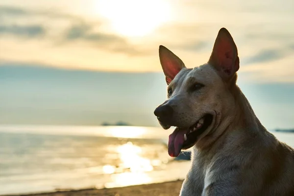 Beyaz köpek kumsalda yürür — Stok fotoğraf