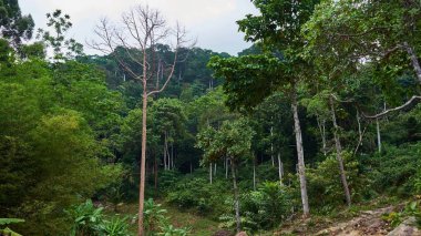 Koh Pangan üzerinde Tropik Orman