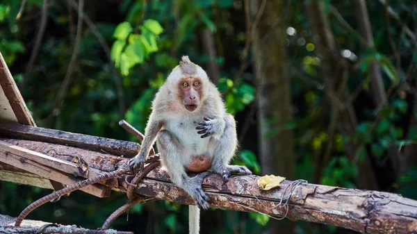 Singe assis sur un sol, vous regarde — Photo