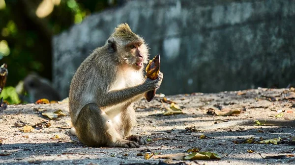 Scimmia siede su un terreno, ti guarda — Foto Stock