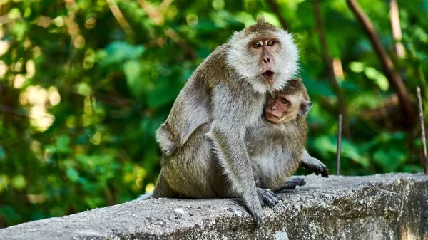 Maymun bir yere oturur, size bakar