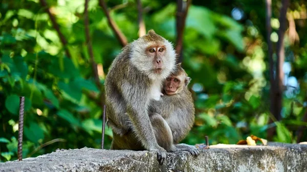 Maymun bir yere oturur, size bakar