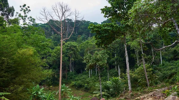 Koh Pangan üzerinde Tropik Orman