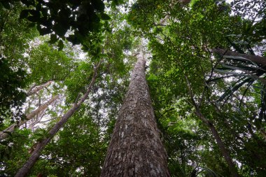 Bir yağmur ormanında uzun boylu bir ağaç