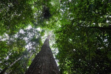 Bir yağmur ormanında uzun boylu bir ağaç