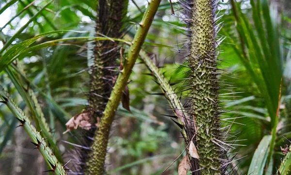 Árvores espinhosas na floresta tropical de Koh Phangan — Fotografia de Stock