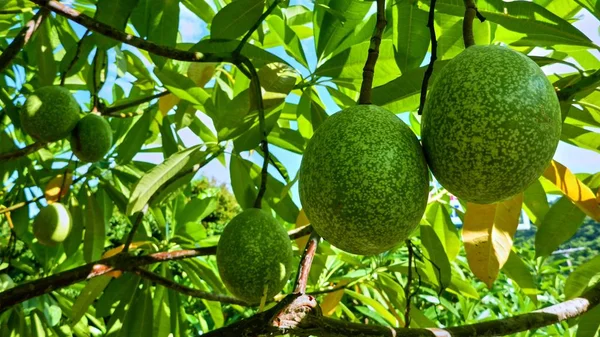 Frutas em uma árvore — Fotografia de Stock