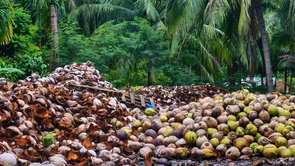 Bando de cocos em Koh Phangan — Fotografia de Stock