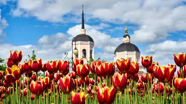 Kilise arka plan üzerinde güzel Lale