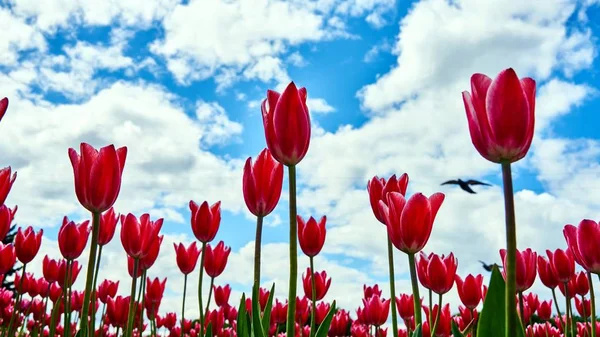 Bei tulipani su sfondo cielo nuvoloso — Foto Stock