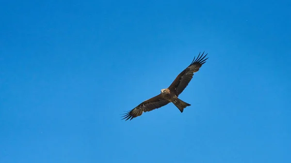 The kite flies through the cloudy sky