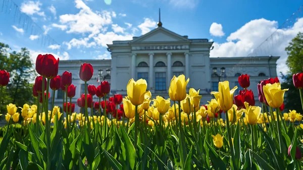 Beautiful tulips on university background