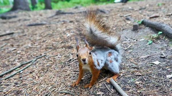 Squirrel looks at you — Stock Photo, Image