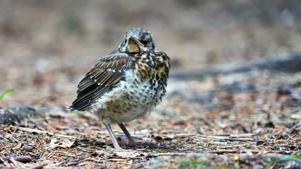 Bird sitts on a ground. — Stock Photo, Image