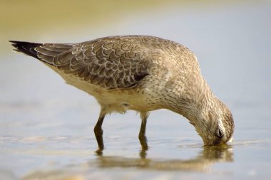 Kırmızı düğüm (Calidris canutus)