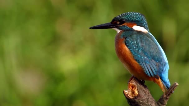 Kingfisher comum (Alcedo atthis ) — Vídeo de Stock