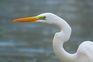 Büyük Egret (ardea alba)