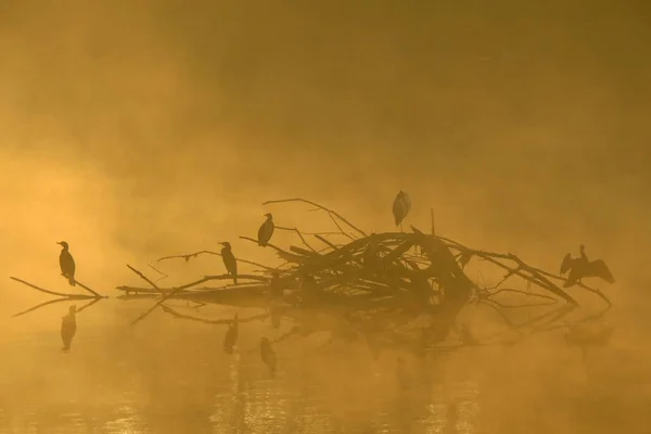 Misty manhã no lago — Fotografia de Stock