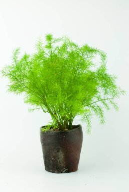 Kuşkonmaz Fern (tilki kuyruğu Fern) çay Kupası
