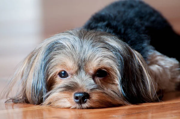 Yorkshire terrier cachorro en piso de madera retrato —  Fotos de Stock