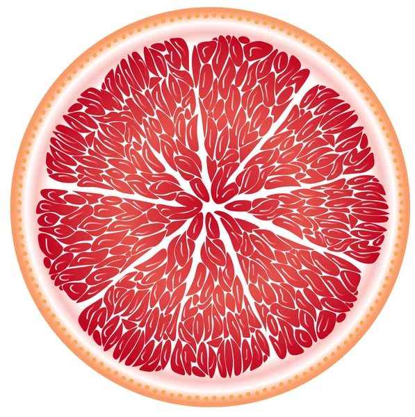 Pomelo en una sección de primer plano — Vector de stock