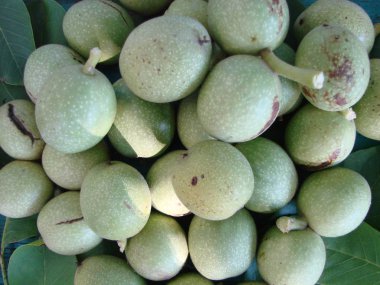 ceviz süt Kemâl yeşil kabuğu dolgu yaprakları ve yeşil renkli ahşap içinde