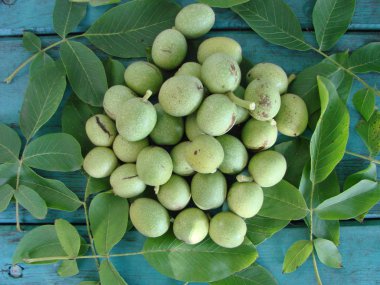 ceviz süt Kemâl yeşil kabuğu dolgu yaprakları ve yeşil renkli ahşap içinde