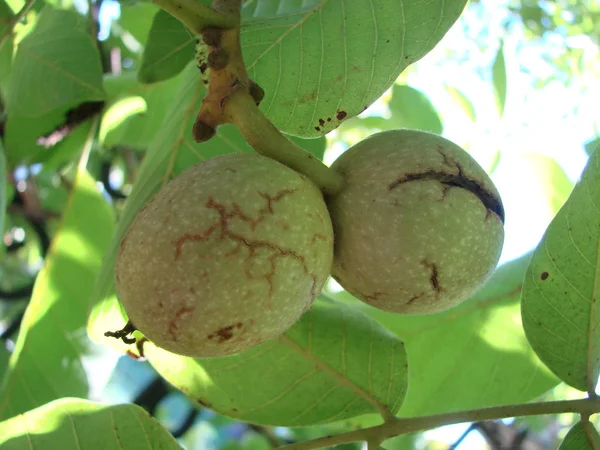 Makro fotografii čerstvé zelené mladých plodů ořechu na větev stromu s listy na pozadí modré oblohy jako zdroj pro design, tisk, reklama, Foto shop, zdobení — Stock fotografie
