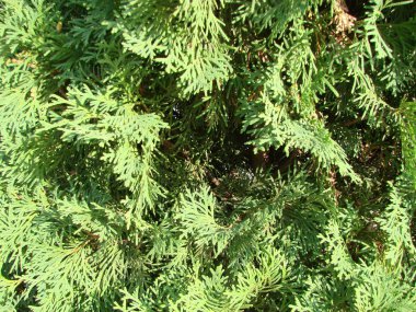 Doğal eski Noel ağacı ahşap doku desen veya metin veya görüntü için kopya alanı ile Noel ağacı arka plan tasarımı için. Yakın çekim Noel ağacı vintage. Makro.